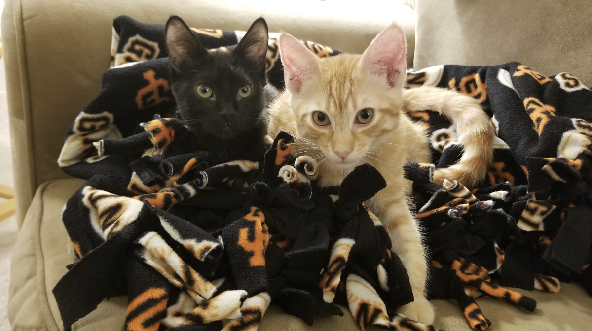 Meet the cats of Nueva