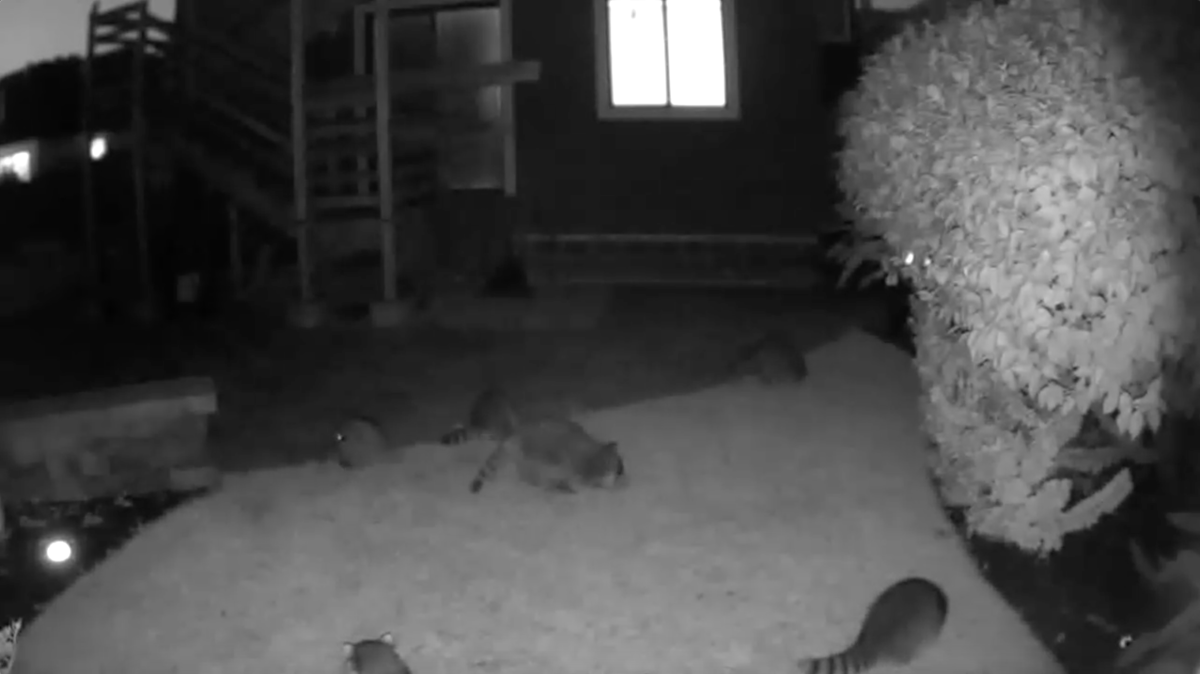 13 scenes captured on my security cameras