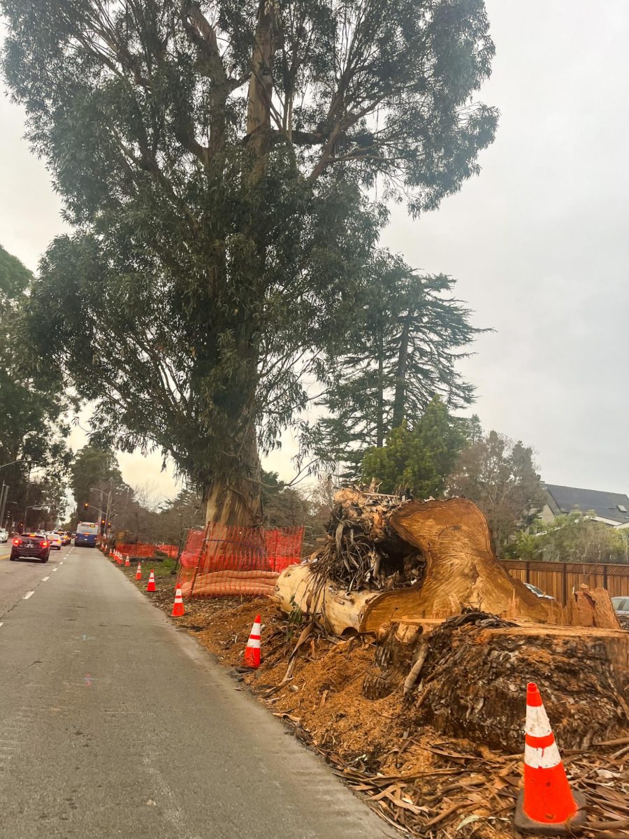 Detour Ahead. Eucalyptus trunks lay along El Camino Real.